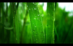 green and white wooden cabinet, nature, landscape, grass, water drops