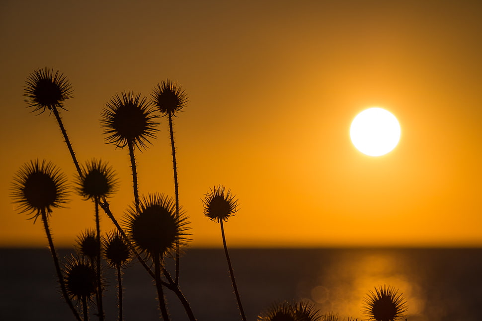 silhouette of plant during sunset HD wallpaper