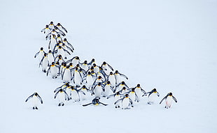 flock of penguins, penguins, snow, winter HD wallpaper
