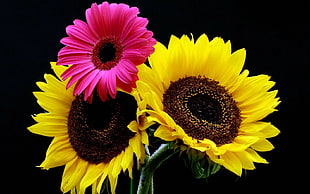 yellow-and-pink sunflowers