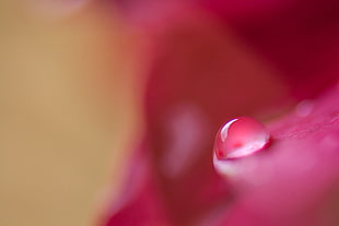micro photography of dew drop on red petal flower, rose