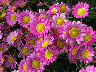 closeup photography of pink Common Daisies