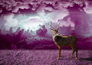 brown Deer near clouds HD wallpaper
