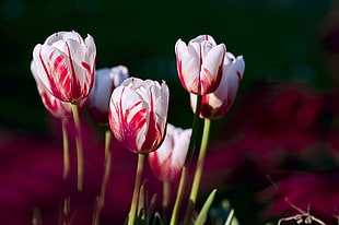 parrot tulip photography