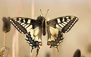 Tiger Swallowtail butterfly closeup photography HD wallpaper