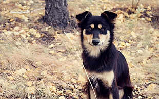adult black and tan Australian Kelpie close-up photo HD wallpaper