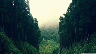 green leaf trees, filter, nature, trees, forest