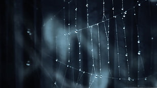 selective focus photography of spider web with water drops