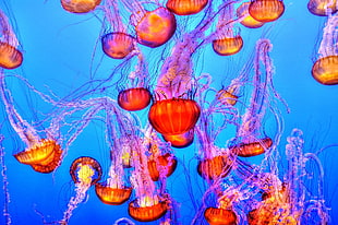 underwater photography of red-and-orange jellyfishes