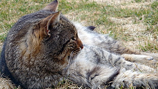grey tabby cat lying on green grass during daytime