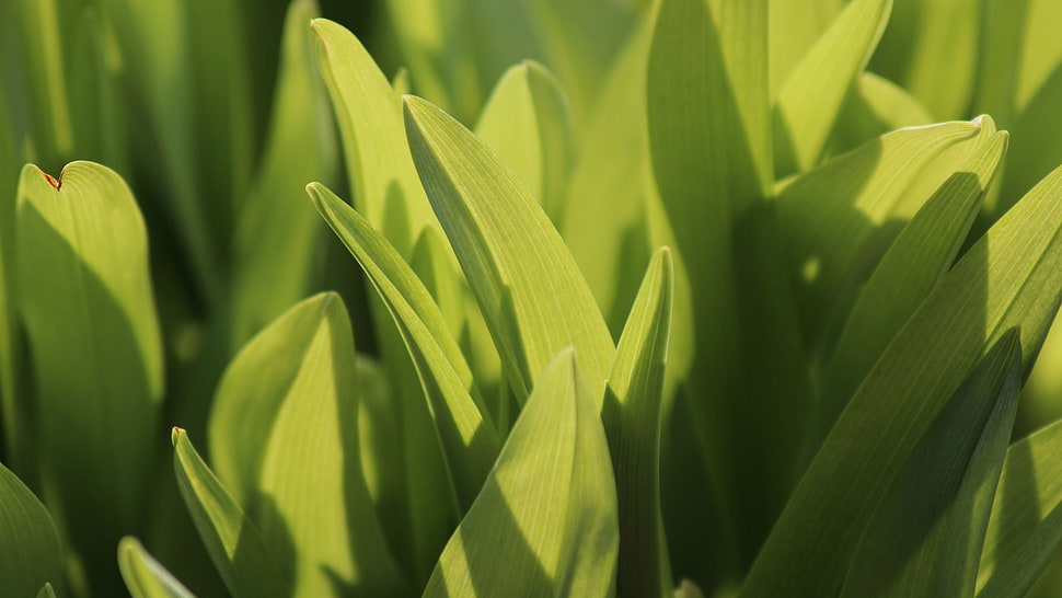 green linear leaf plant, macro, grass HD wallpaper