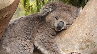 grey Koala lying brown tree HD wallpaper