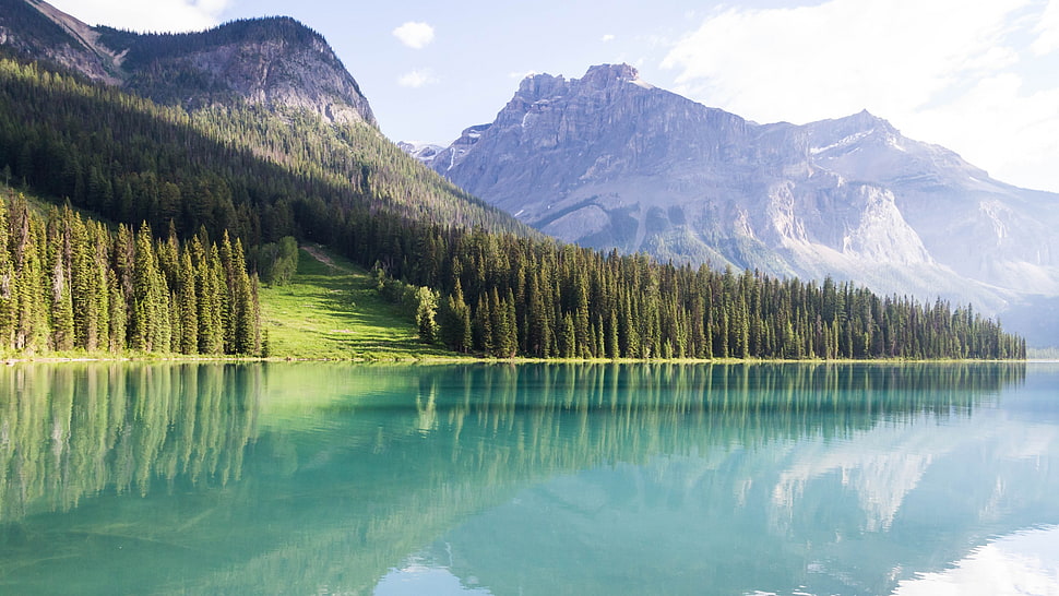 green leafed trees, water, forest, landscape HD wallpaper