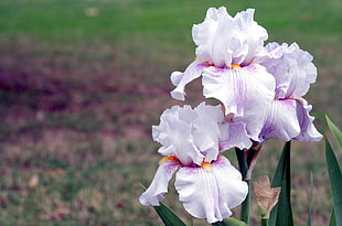 white and purple orchids