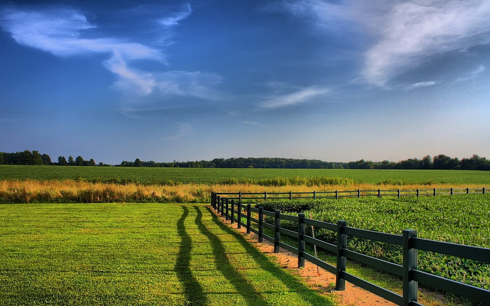 green grass field under blue sky HD wallpaper