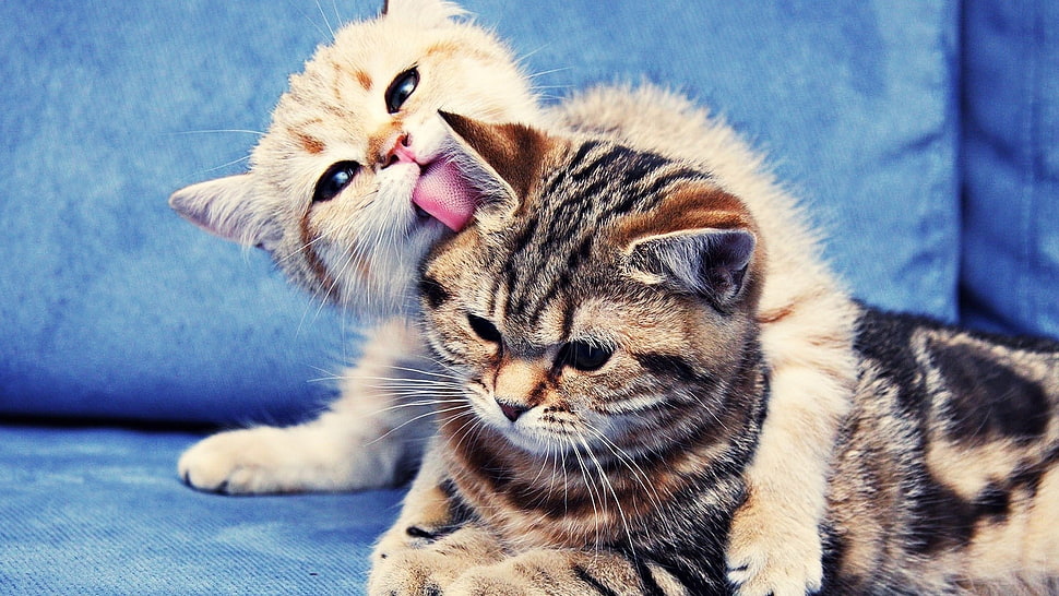 two short-fur gray and tan kittens HD wallpaper