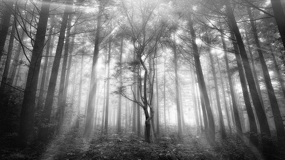 gray scale photography forest HD wallpaper
