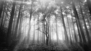 gray scale photography forest HD wallpaper