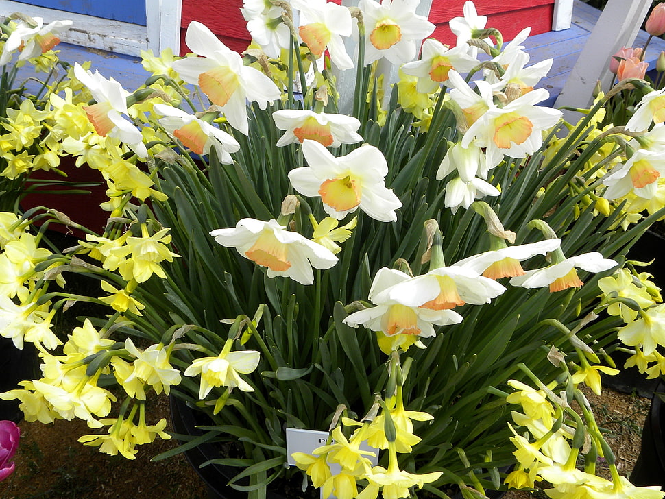 white-and-yellow flowers HD wallpaper
