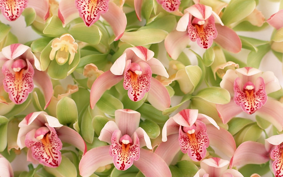 pink Boat Orchids closeup photography HD wallpaper