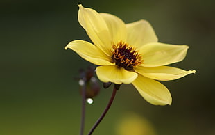 close up photo of yellow Tithonia flower