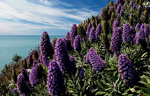 Lavender plants under blue sky, madeira HD wallpaper