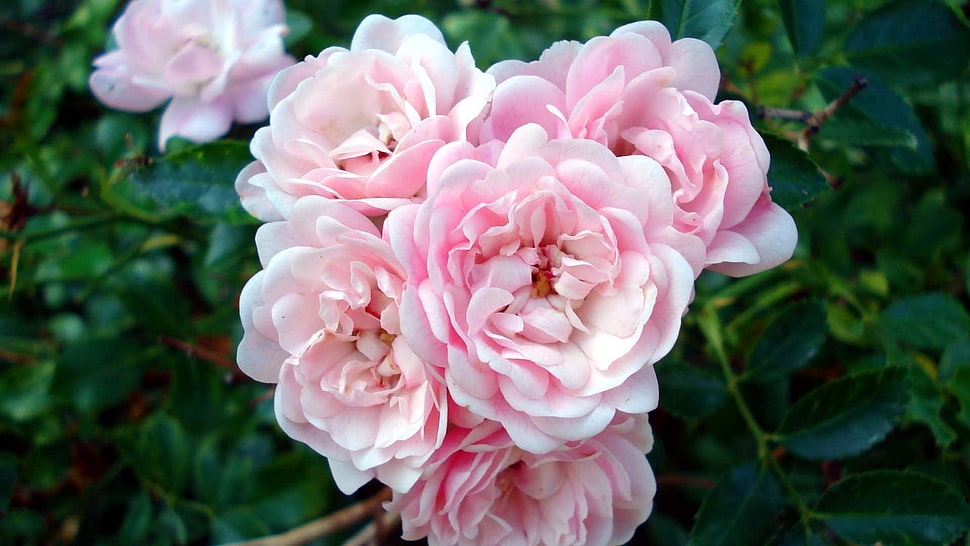 pink flowers HD wallpaper