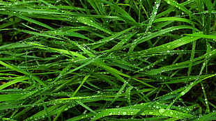 green weeds, nature, grass, water drops