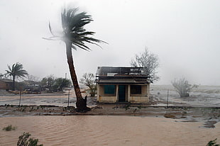 brown concrete house and tree, hurricane, storm