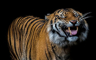 selective focus photographt of tiger