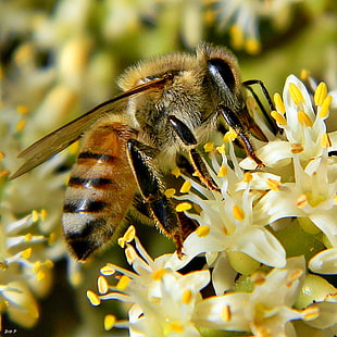 Honey Bee perching on white cluster flower during daytime, palmetto