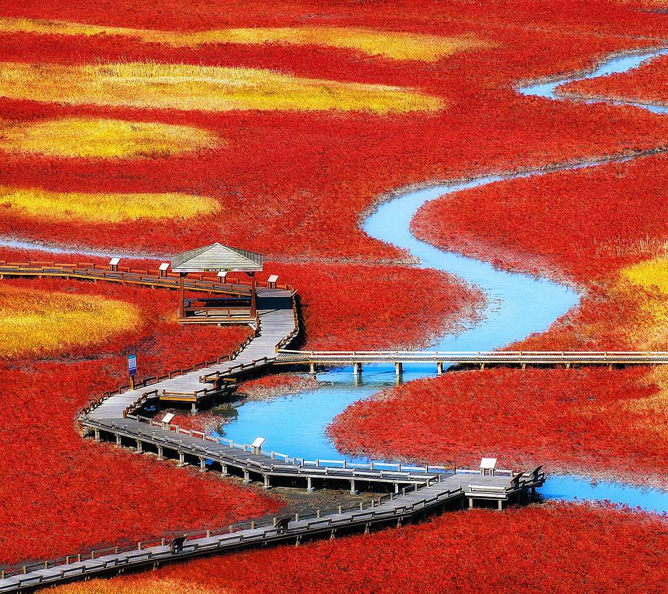 red and yellow leaved plants HD wallpaper