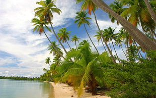 palm trees, nature, landscape, tropical, island HD wallpaper