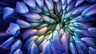 blue petaled flower graphic wallpaper, abstract, colorful, photography, flowers