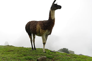brown and white llama standing on green grass at daylight photography, machu picchu, peru