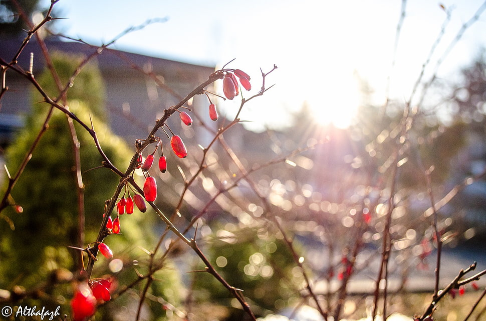 red flower plants, macro, plants, nature, fruit HD wallpaper