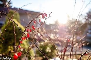red flower plants, macro, plants, nature, fruit