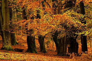 maple trees HD wallpaper