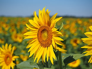 selective focus photography of sun flower