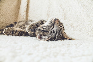 silver tabby cat lying on white textile