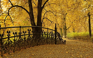 black metal railings under brown leaf trees HD wallpaper