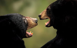 two black bears facing each other HD wallpaper