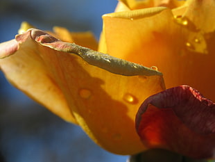 yellow rose, flowers, rose, water drops, yellow flowers