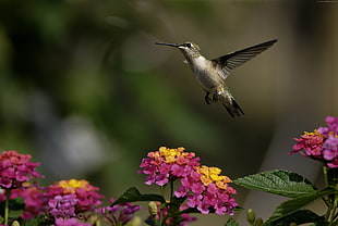 Hummingbird flying near pink and yellow petaled flowers