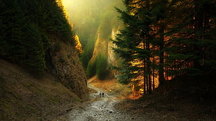 green leafed tree, canyon, path, forest, sunlight