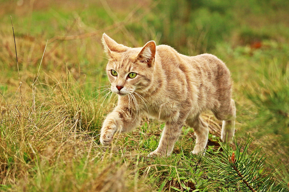 orange tabby cat, Cat, Grass, Walk HD wallpaper