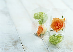 vegetable rose art in clear plastic box