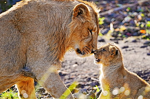 lioness and cub photo HD wallpaper