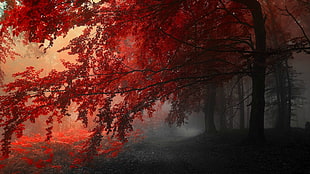 red leaf trees, nature, forest, trees