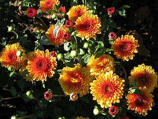 yellow-and-red flowers